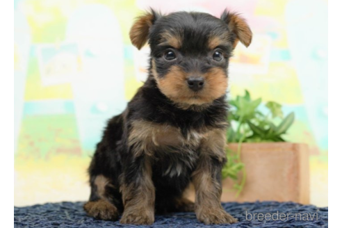 成約済の千葉県のヨークシャーテリア-222397の3枚目